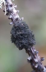 Leptogidium contortum