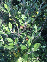 Corokia buddleioides