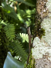 Anolis opalinus