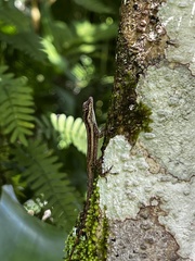 Anolis opalinus