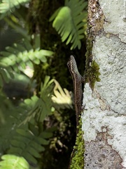 Anolis opalinus