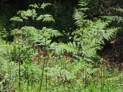 Pteridium aquilinum