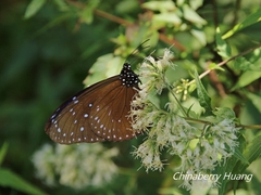 Euploea mulciber barsine