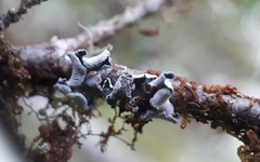 Erioderma sorediatum