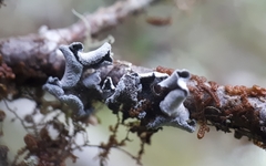 Erioderma sorediatum