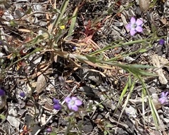 Saltugilia splendens