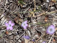 Saltugilia splendens