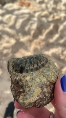 Chiton