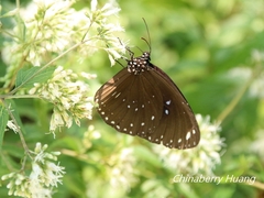 Euploea sylvester swinhoei