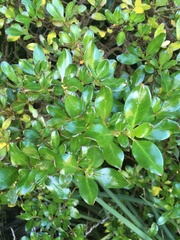 Coprosma repens