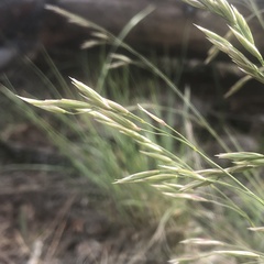 Festuca campestris
