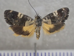 Hypertrophinae