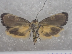 Hypertrophinae