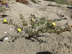 Camissonia contorta