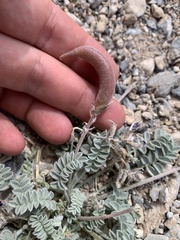 Astragalus tidestromii