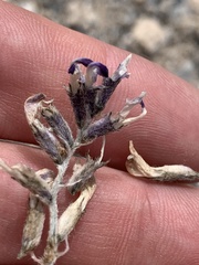 Astragalus tidestromii