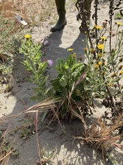 Heterotheca grandiflora