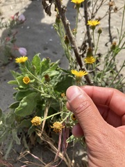 Heterotheca grandiflora