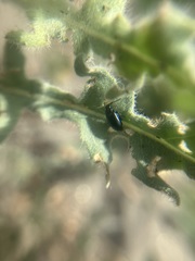 Gastrophysa