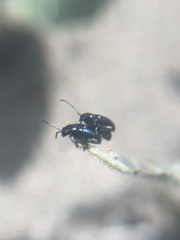 Gastrophysa