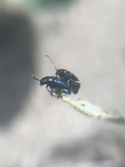 Gastrophysa