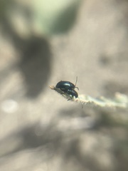 Gastrophysa