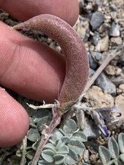 Astragalus tidestromii