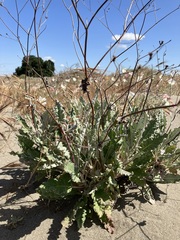 Eriogonum nudum psychicola