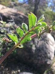 Hosackia crassifolia