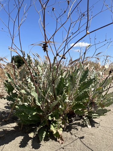 Naked Buckwheat
