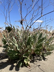 Eriogonum nudum psychicola