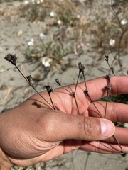 Eriogonum nudum psychicola