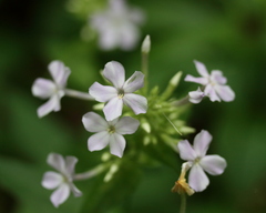 Phlox amplifolia