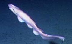 Ghost Catshark