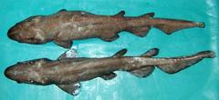 Ghost Catshark photo 2