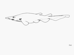 Ghost Catshark photo 3