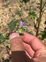 Malva multiflora