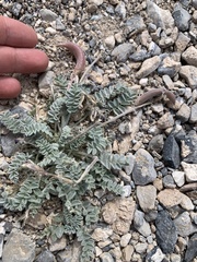 Astragalus tidestromii