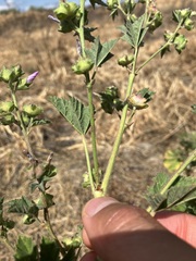Malva multiflora