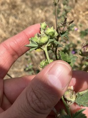 Malva multiflora