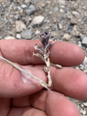 Astragalus tidestromii