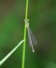 Enallagma antennatum