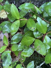 Metrosideros fulgens