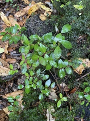 Metrosideros fulgens