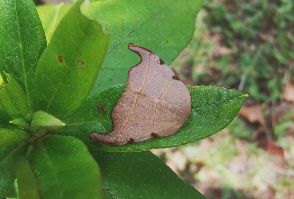 Nordstromia bicostata