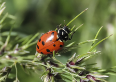 Hippodamia convergens