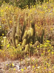 Bergerocactus emoryi