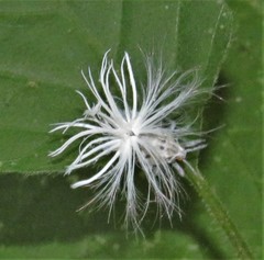 Isoglossa ciliata