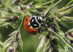 Hippodamia convergens