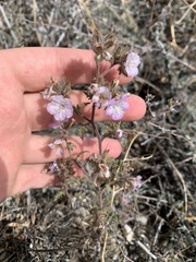 Phacelia vallis-mortae